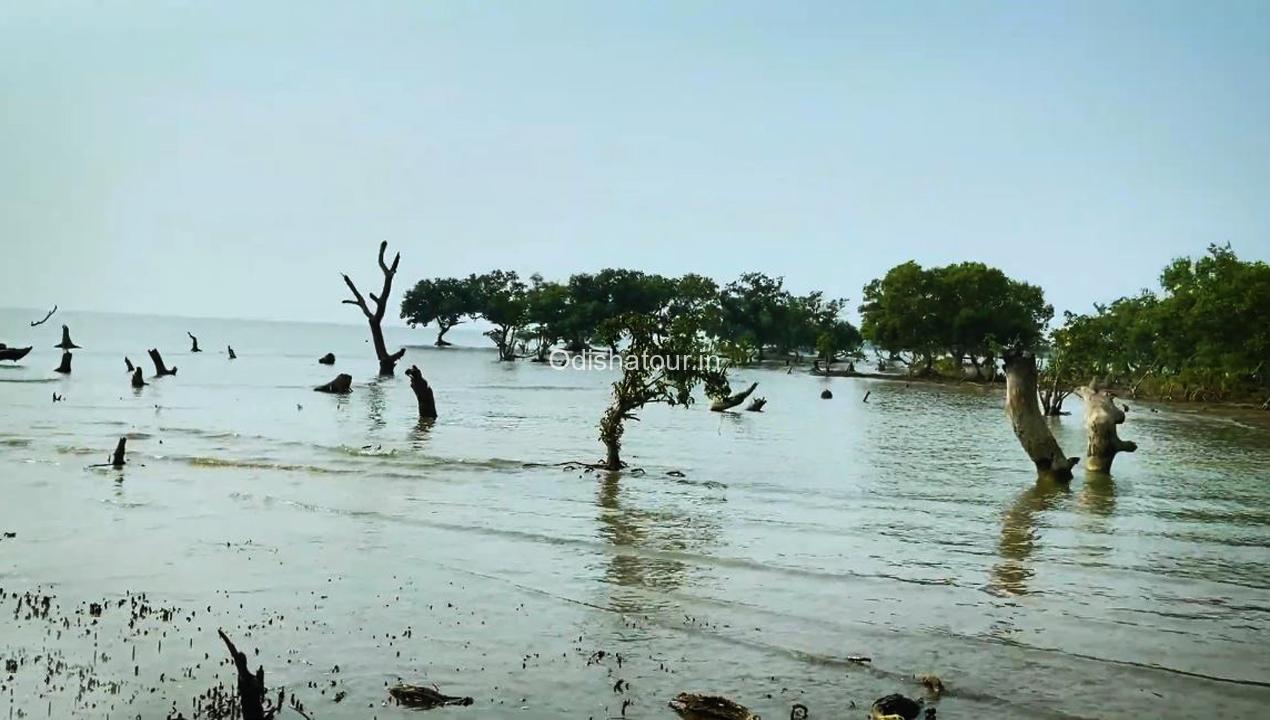 Bichitrapur Mangrove Sanctuary