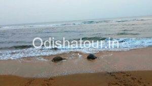 Olive Ridley Turtles Nesting