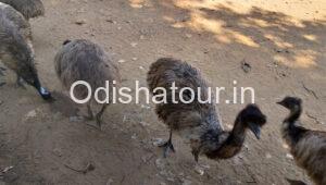 Kandhamal Emu Farm