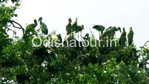 Read more about the article Bagagahan Bird Sanctuary, Bhitarkanika, Kendrapara