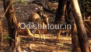 Read more about the article Deer Park, Zoological Park, Sakhipara, Sambalpur