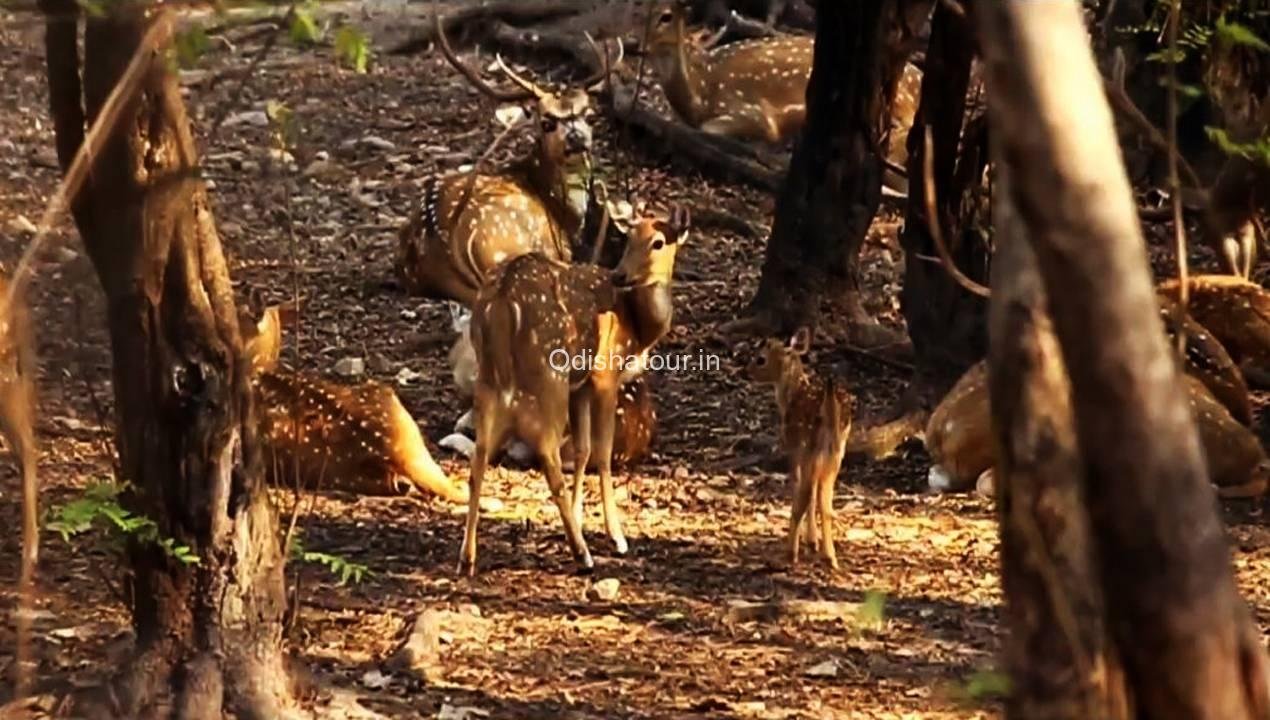 Read more about the article Deer & Zoological Park, Sakhipara, Sambalpur