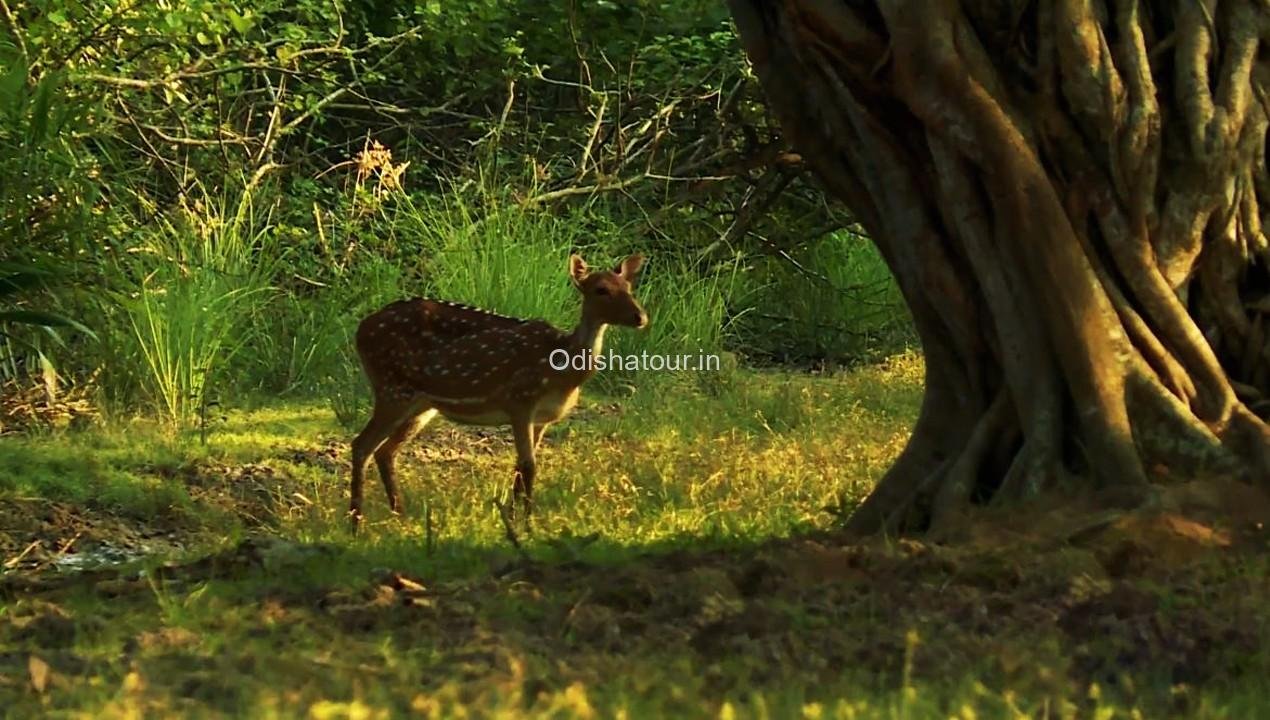 Gahirmatha Marine Sanctuary