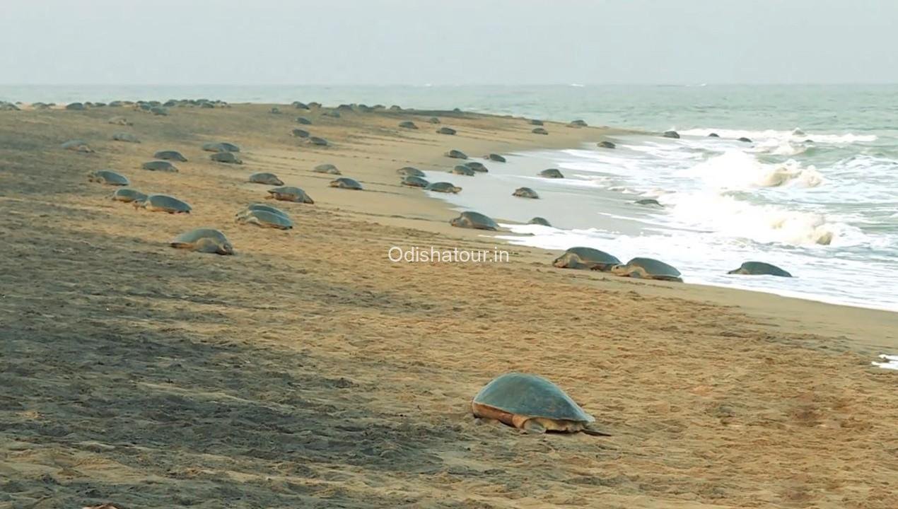 Gahirmatha Marine Sanctuary