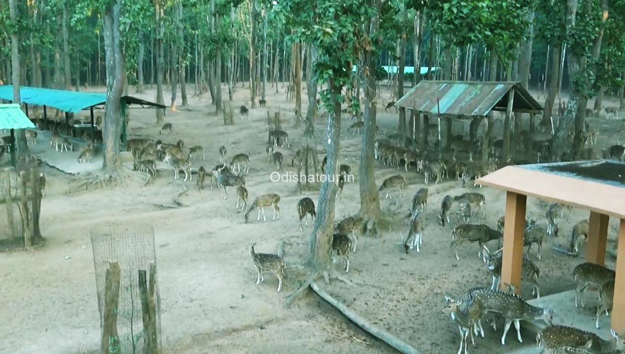 Nabarangpur Deer Park