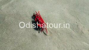 Kasafal Sea Beach Red Crabs
