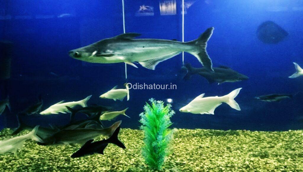 Marine Aquarium, Paradeep Beach, Jagatsinghpur