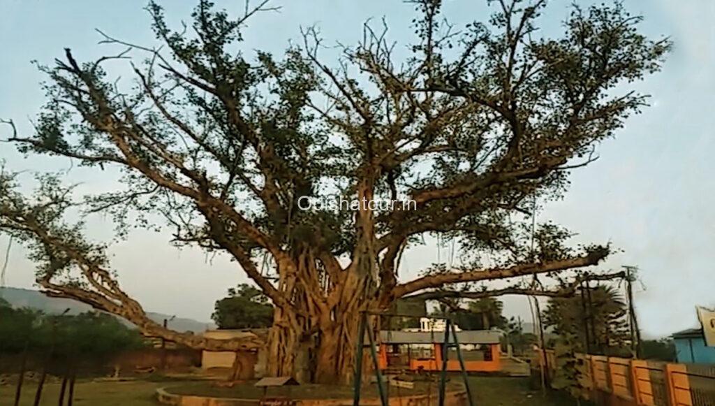 giant ficus tree