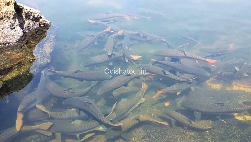 Dhuma Fish Huma Leaning Shiva Temple, Sambalpur | Odisha Tour