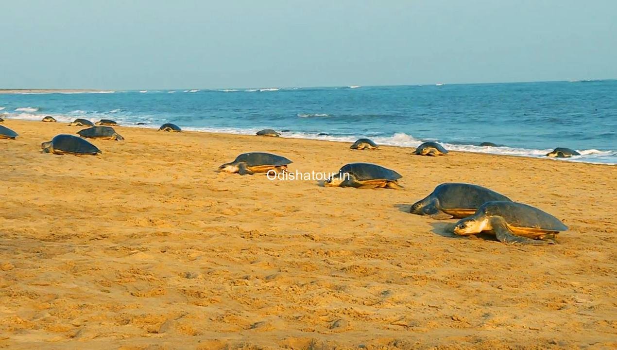 Gahirmatha Marine Sanctuary