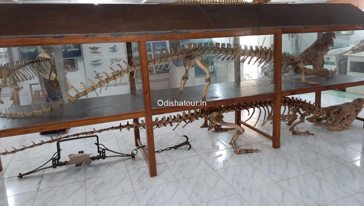 world's-largest-crocodile-skull-rajkanika-palace-1