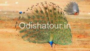 Read more about the article Peacock Valley, Naraj, Cuttack