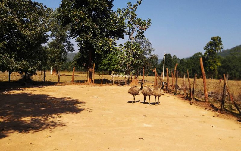 Emu-Farm-Sanctuary,-Kirikuti,-Kandhamal