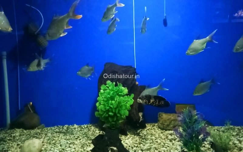 Marine Aquarium, Paradip, Jagatsinghpur 3