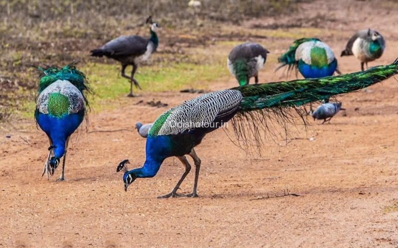 Peacock Valley